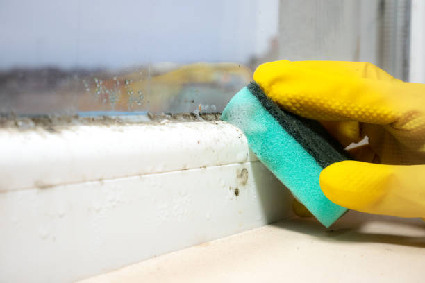 Best Commercial Mold Remediation in Edgerton, WI